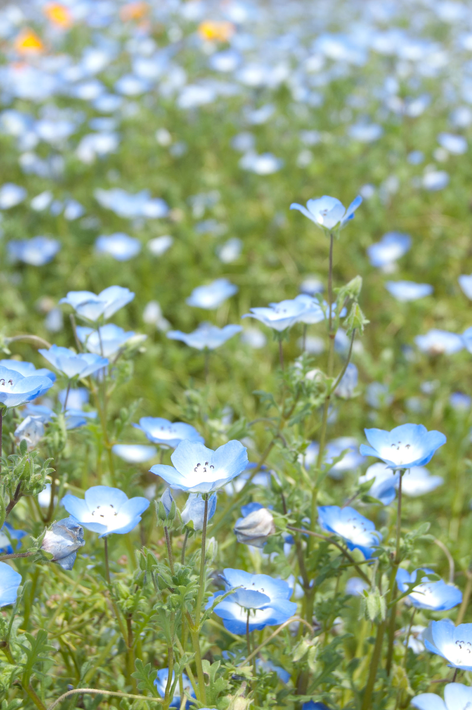 咲き乱れるネモフィラ畑 Hana 花畑photo フリー 無料 の写真素材 壁紙置き場 青色の花