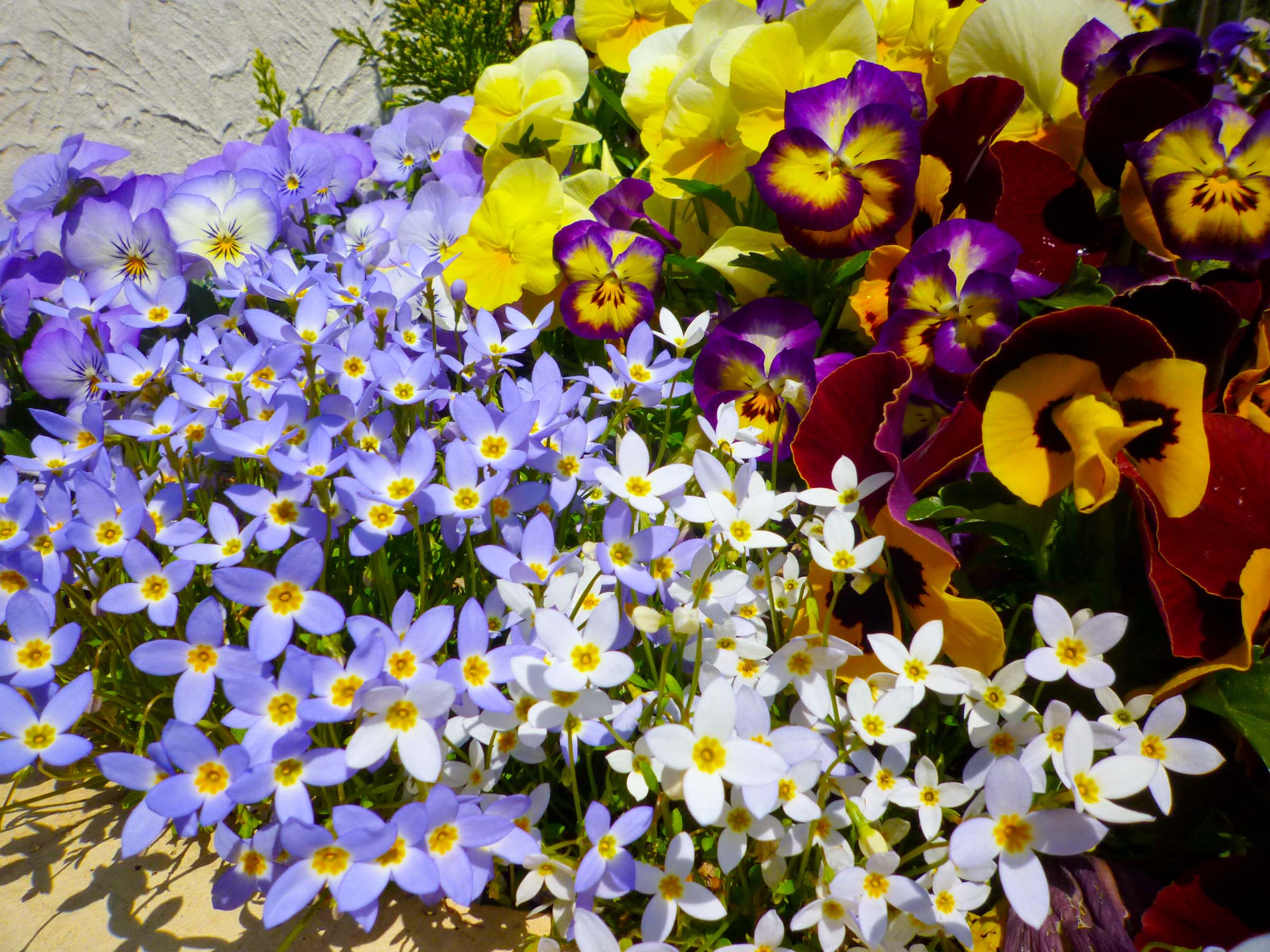 ヒナソウ ひな草とパンジー 002 Hana 花畑photo フリー 無料 の写真素材 壁紙置き場 青色の花