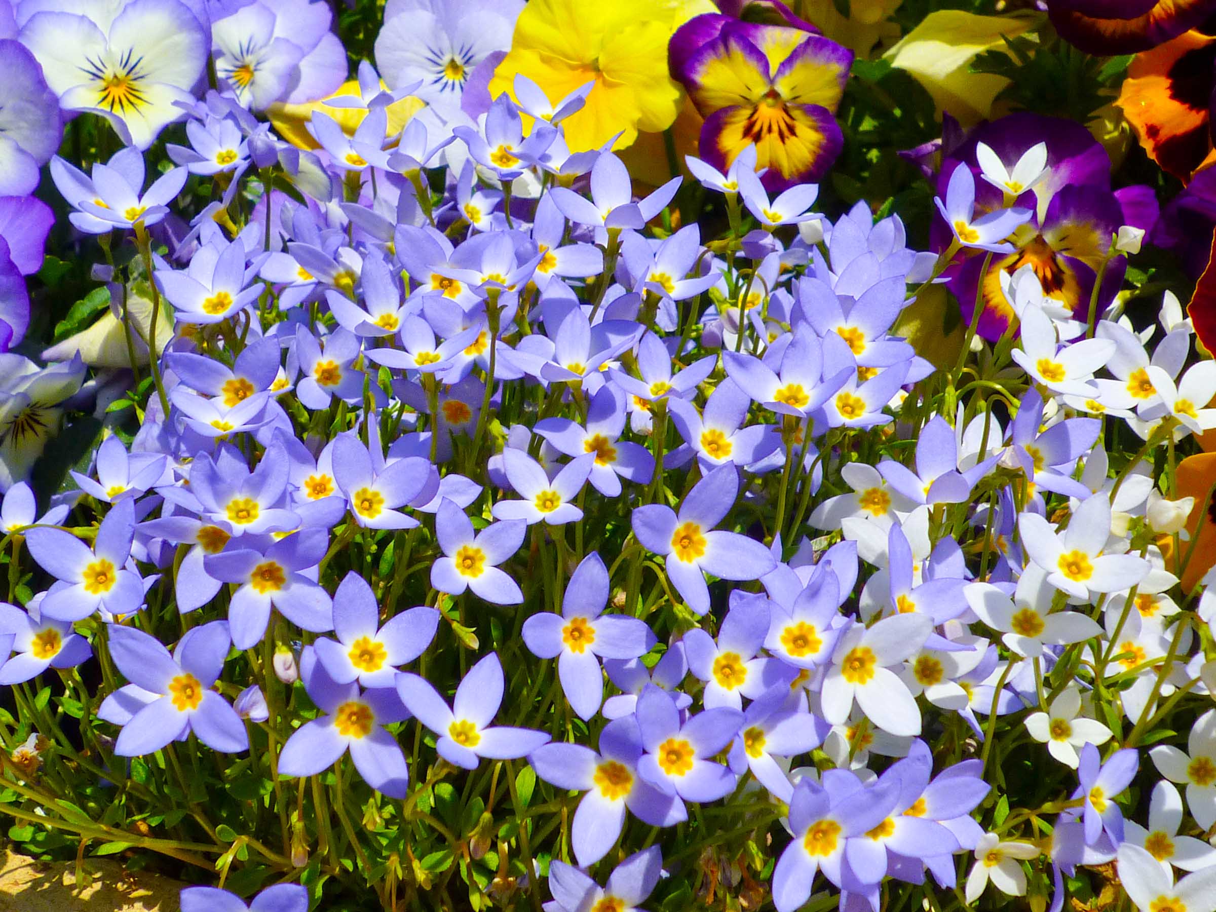ヒナソウ ひな草とパンジー 003 Hana 花畑photo フリー 無料 の写真素材 壁紙置き場 青色の花