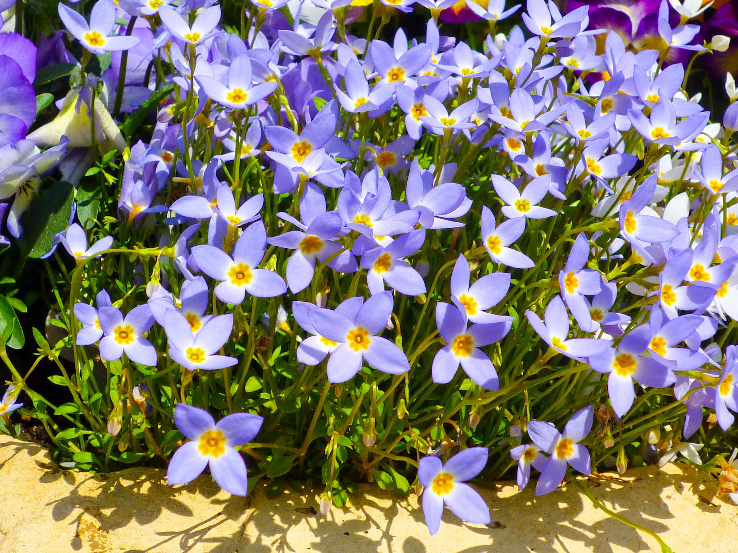ヒナソウ ひな草 002 Hana 花畑photo フリー 無料 の写真素材 壁紙置き場 青色の花