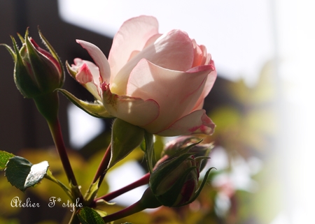 201305093.jpg