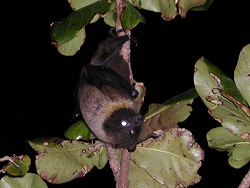 s-cocoperi008up.jpg
