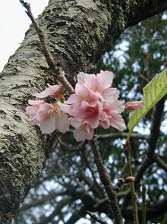 img20050116.jpg