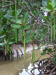 img20050605_2.jpg