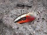 img20050605_1.jpg