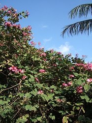 img20060206.jpg