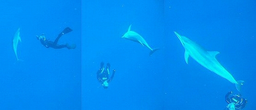 s-Image3.jpgdolphin.jpg