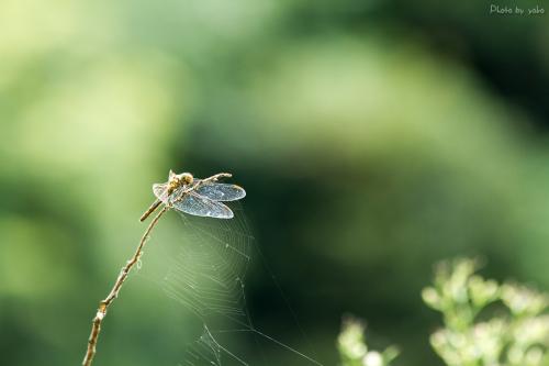 Dragonfly[EOS 7D][Canon EF]