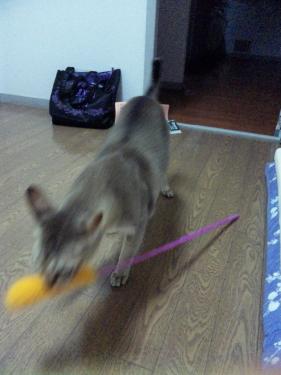もって来い。