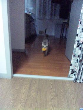 もって来い。
