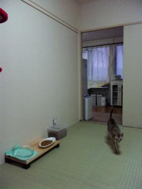 猫部屋。