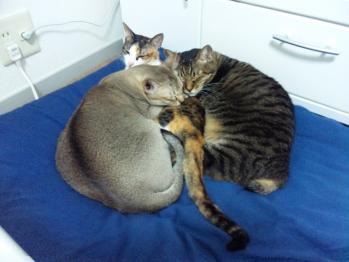 3ニャンズ。