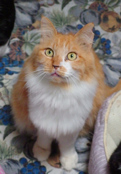 MX1_0449.jpg