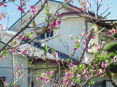 0-N桜EC_0611