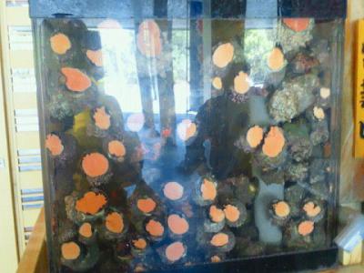 0-N網元EC_0539