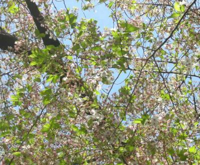 葉桜
