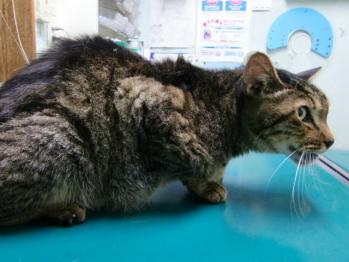 2011年チー坊君、慢性腎不全、歯が化膿して顎が膿で腫れる、口の中ガマ腫、食欲なし。