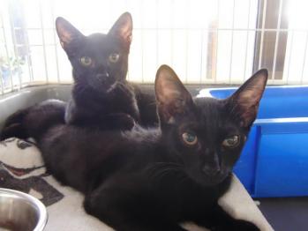 2011年10月9日黒猫2匹保護。6月生まれで、生後4ヵ月くらい。2匹ともメス。