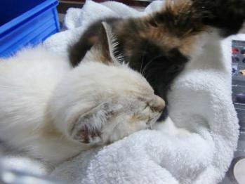 2011年10月11日子猫2匹保護されてくる。シャム子猫3ヵ月くらい女の子。ミケ子猫2ヵ月弱くらい女の子。