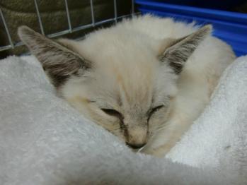 2011年10月11日子猫2匹保護されてくる。シャム子猫3ヵ月くらい女の子。ミケ子猫2ヵ月弱くらい女の子。