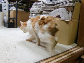 2011年10月20日いくら君闘病中。少し歩けるようになる