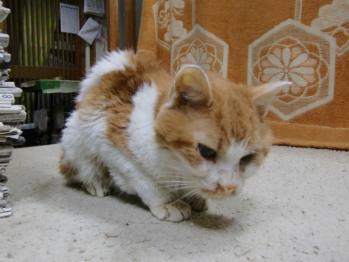 2011年10月20日いくら君闘病中。少し歩けるようになる