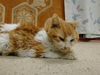2011年10月20日いくら君闘病中。少し歩けるようになる