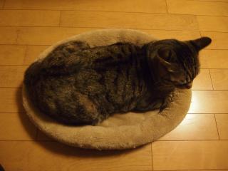 PC242302_convert_20111224235544.jpg