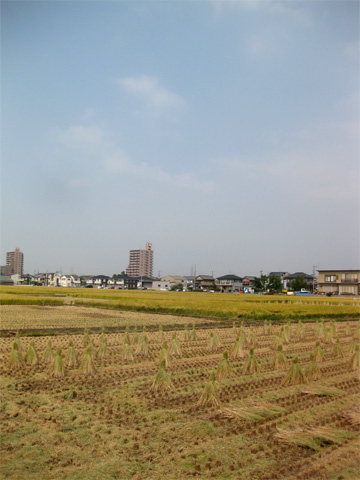 稲刈り