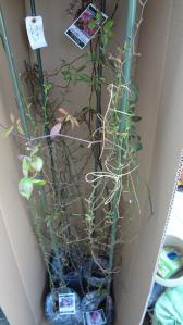 DSC00095.jpg