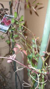 DSC00099.jpg