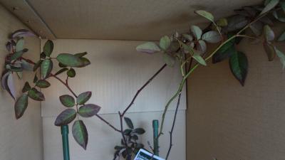 DSC00100.jpg