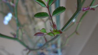 DSC00102.jpg