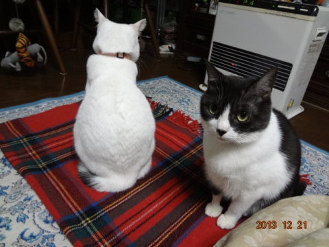 DSC00717.jpg