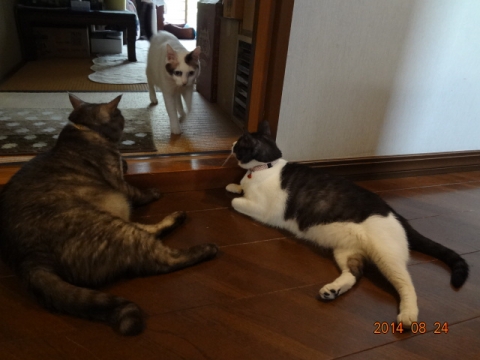 DSC03794.jpg