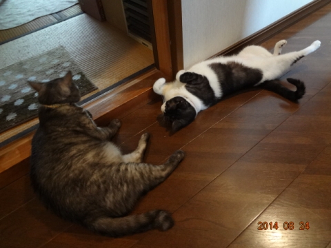 DSC03803.jpg