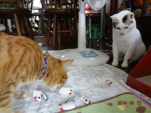 DSC04114.jpg