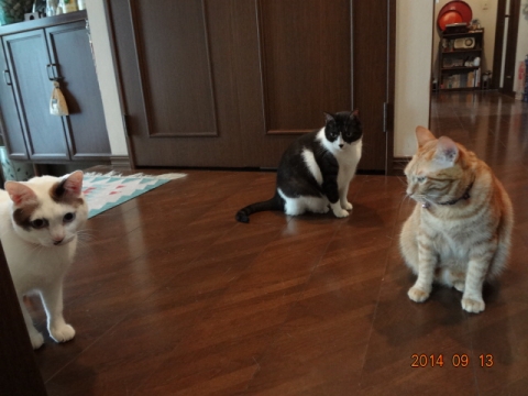DSC04153.jpg