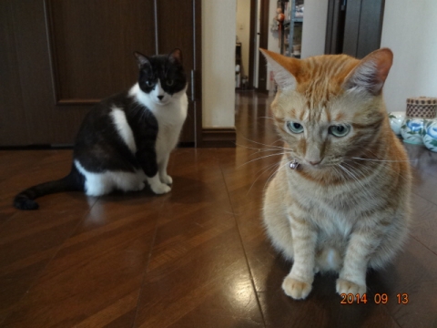 DSC04156.jpg