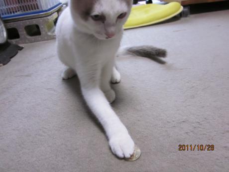 IMG_1866_20111103084949.jpg