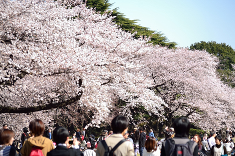桜