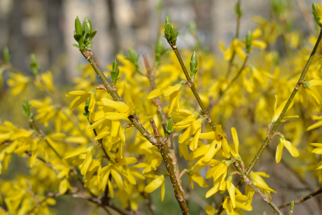 春の訪れを知らせる黄色い花 ドイツ アイテム考