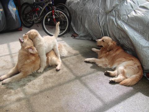 CIMG7596_convert_20120410202731.jpg