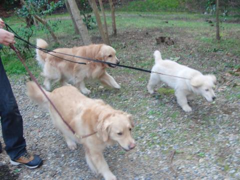 CIMG7603_convert_20120326195430.jpg