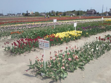 白子