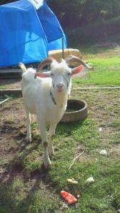 201108100834001.jpg