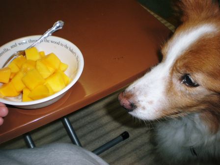 20110810_マンゴー (7)