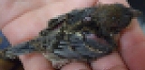 s-20130614_5_mos.jpg