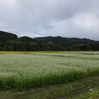 DSCF0733.jpg