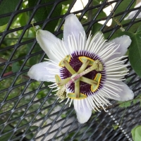 DSCF1234.jpg